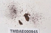 藏品(裂瓣大帽苔)的圖片